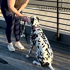 Walking Pets