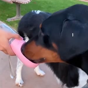 Pink pet water bottle