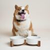 61XYm9PJ-NL._AC_SL1500 LE TAUCI Dog Bowls Ceramic, Bowl Set with Acacia Wood Stand, 3 Cups Dog Food and Water Bowl for Small Medium Sized, Weighted Dog, Pet Bowls