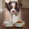 71IGgF0jyAL._AC_SL1500 SPUNKYJUNKY Ceramic Dog and Cat Bowl with Wood Stand Non-Slip Matte Glaze Weighted Food Water Set for Cats &Small Dogs 13.5OZ