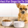 Ceramic Dog Bowl Set with Anti-Slip Rings – 5″ Round x 2″ Tall Set of 2 Ceramic Dog Bowls for Small Dogs – Small Dog Bowls – Dog Food and Water Bowl – White Dog Food Bowls – Dog Bowls Small Size Dog