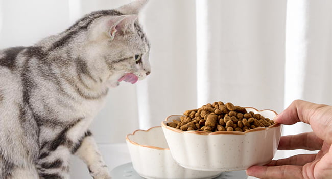 cat bowl