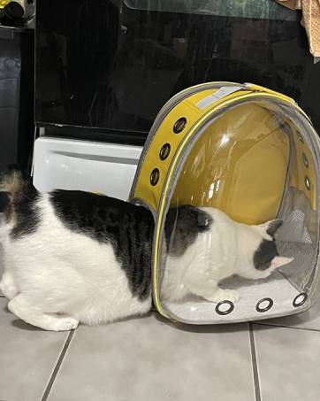 cat backpack bubble