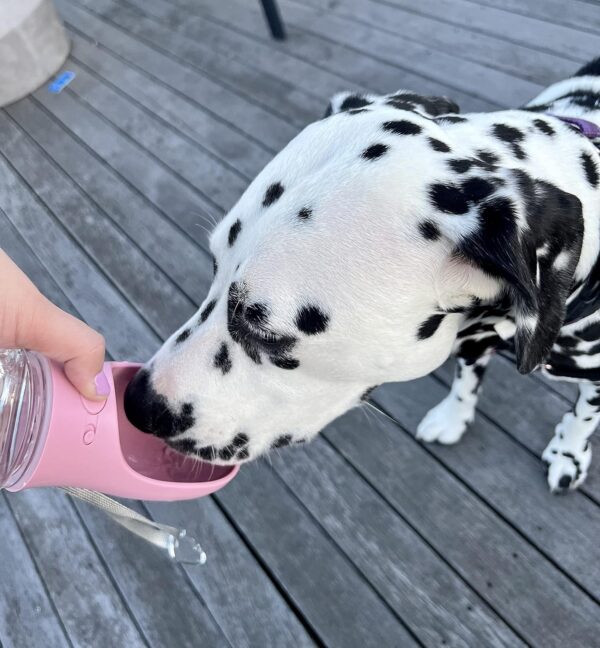 Pret & Lively Pet Water Bottle, 19 Oz Leak Proof, Reusable Water Flow Back, Drinking Cup for Travel, Hiking, Walking, Jogging, Service Dog Vest, BPA Grade Plastic, Dogs, Cats, Rabbits (19oz Pink)