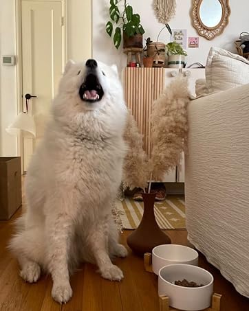 ceramic dog bowl set