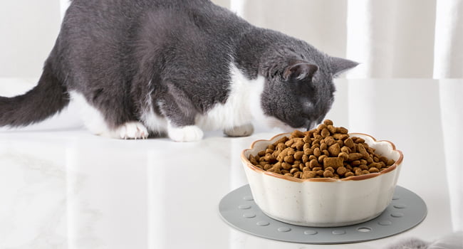 cat bowl