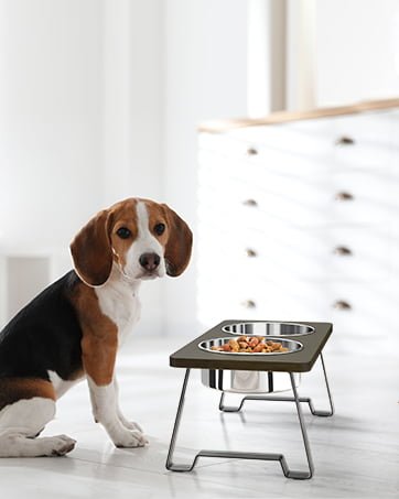 dog bowls for medium dogs