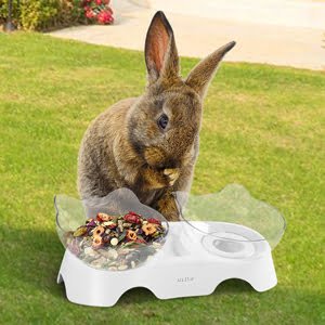 Pet Feeding Bowl for Cats and Small Dogs